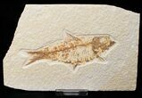Bargain Knightia Fossil Fish - Wyoming #16471-1